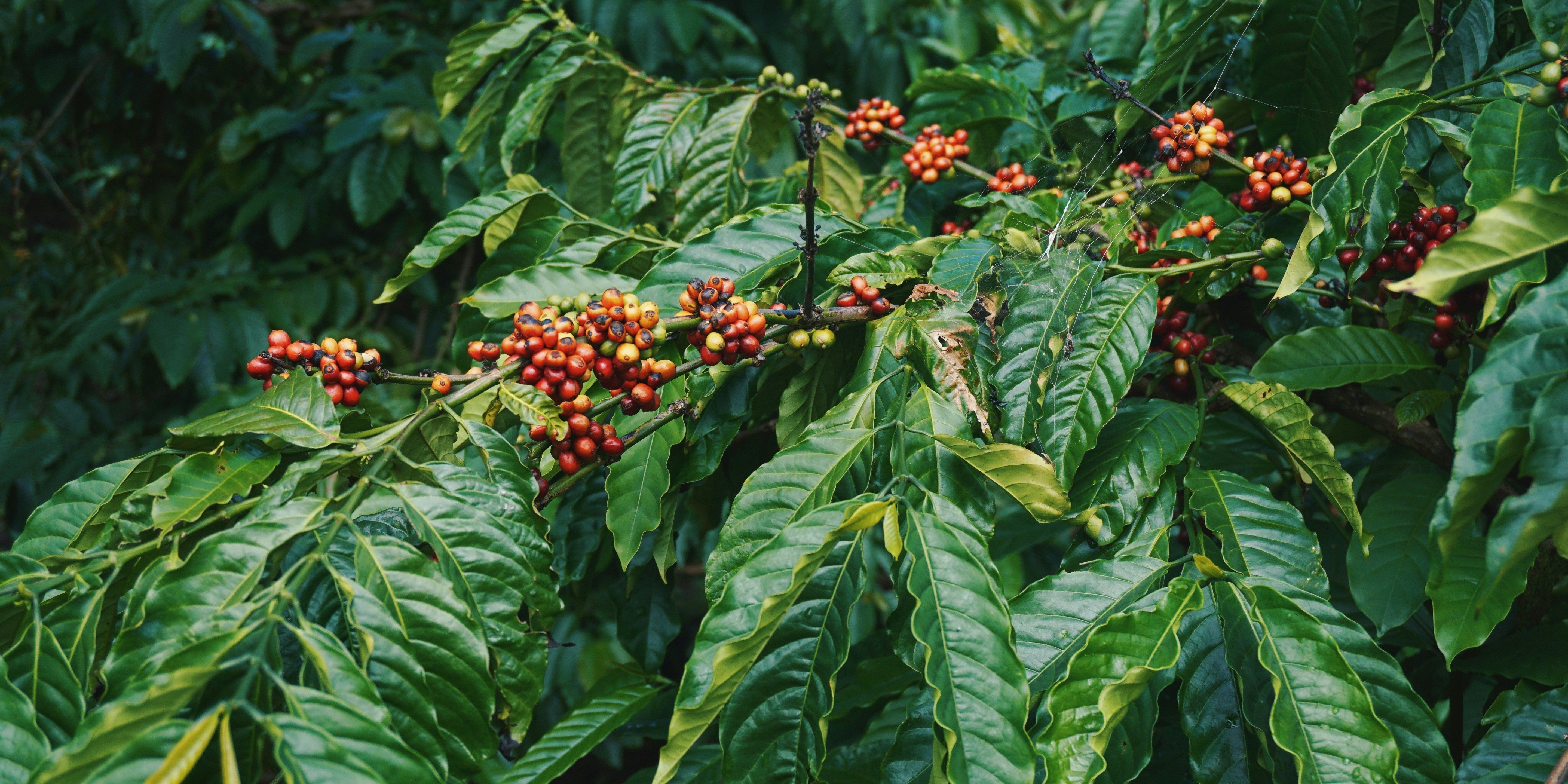 Single Origin vs Blend Coffee: What’s the Difference?