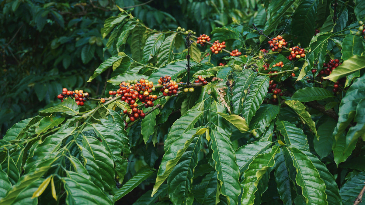Single Origin vs Blend Coffee: What’s the Difference?