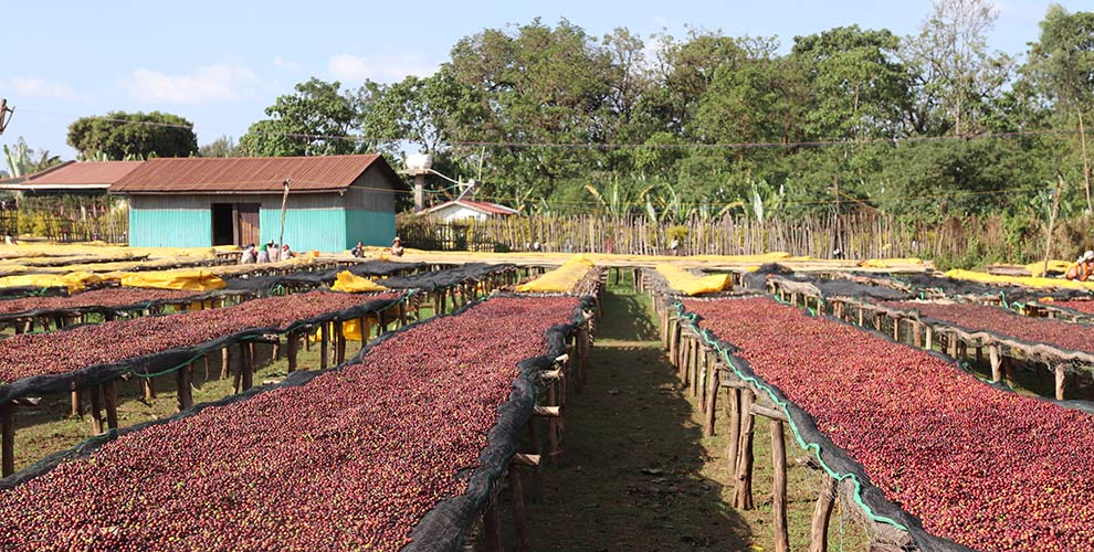 Farm image