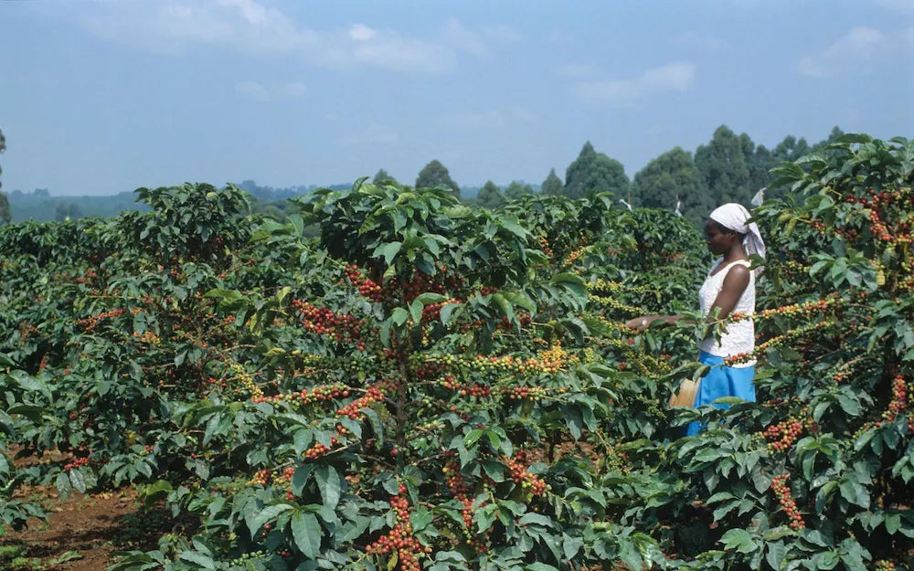 Farm image
