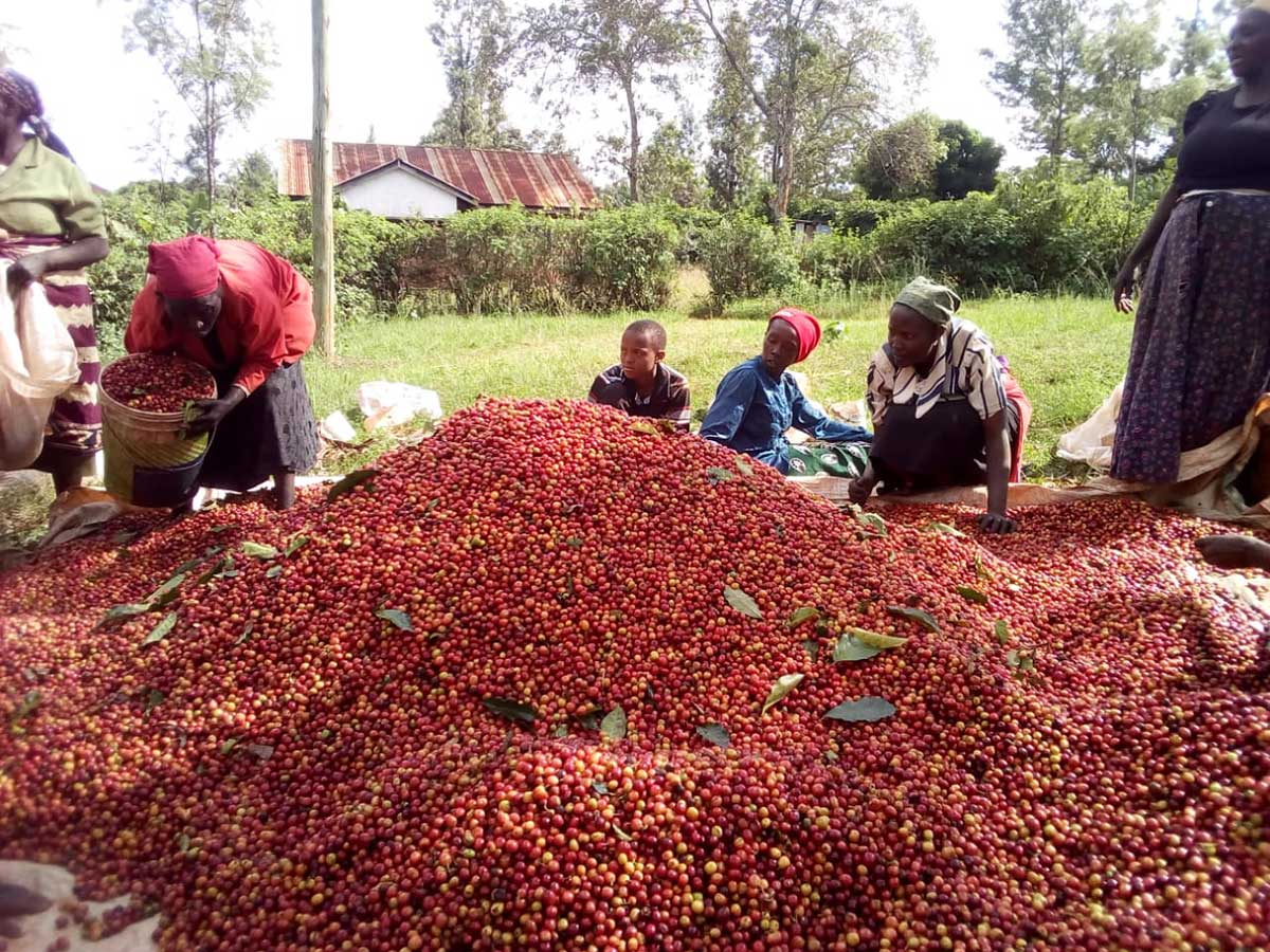 Farm image