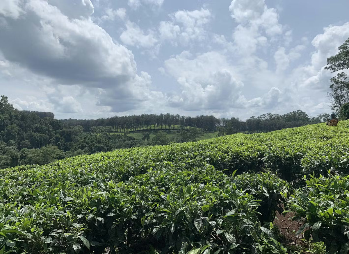 Farm image
